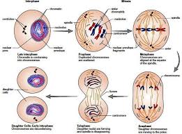 Animal cell stages of mitosis. Cell Division Mitosis Phases And Importance Of Mitosis