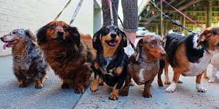 We possess an unyielding drive to save or improve the lives of the dogs that cross our path. Dachshund Puppy Social Harbourside Place