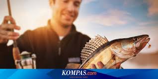 Di Luar Dugaan Melepas Kail Pancing Bikin Ikan Kesulitan Makan