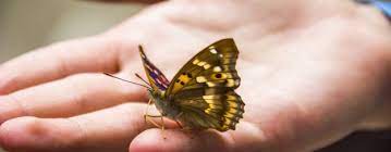 Mariposa De Colores Su Simbologia Y Sus Mensajes Espirituales
