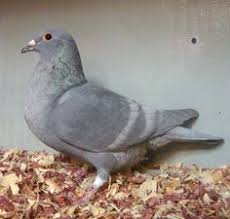 Jono Miller Adli Kullanicinin Pigeons Panosundaki Pin Hayvanlar Renkler