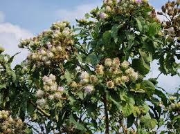 Image result for Vernonia kirungae