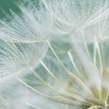 Yellow Goats Beard Nature Photography Make A Wish Dandelion
