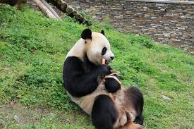 How to get your 5 a day. Top 20 Facts About Giant Pandas Trippest S Panda Travel Guide