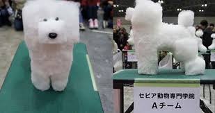During this pandemic, she suffered from stubborn chin acne. Cube Dogs In Japan New Pet Grooming Craze Leaves Pooches Looking Square Best Dog Grooming Nyc Website Blog Article By Admin User Blog Author