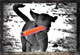 Black And White Chesapeake Bay Retriever Radar Ears Black And White Sunday Black And White Sand Springs Chesapeake Bay Retriever