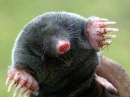 They eat insects, worms, and other invertebrates. Fun Mole Facts For Kids