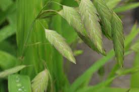 Image result for Chasmanthium