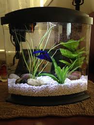 This Is The Tank I Bought For My Betta Fish Sushi It S 2 5 Gallons And It Came With A Lighted Lid A Divider So Yo Betta Fish Beta Fish Tank Betta