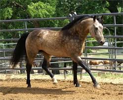 Upload, livestream, and create your own videos, all in hd. Elaineshickman S Image Horses Horse Breeds Rare Horses
