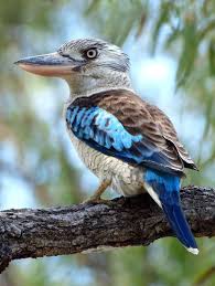 Pin On Alluring Spectacular Birds