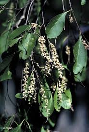 Image result for Homalium