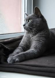 Pin On Cat
