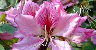 Image result for Bauhinia variegata