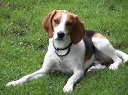 Black And Tan English Foxhound Hunter The Tan White And Black Tricolor English Foxhound Is Laying Out In A Grassy Field And Looking F Hound Dog Breeds The Fox And The Hound English Foxhound