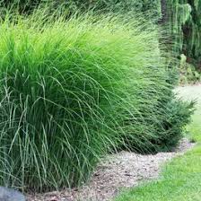Maiden Grass Gracillimus Ist Ein Hohes Ziergras Das Eine Kugel Bildet Ziergras Graser Fur Schatten Gras
