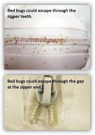 Image result for bedbugs on mattress