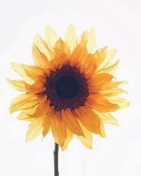 0cdd5d484226dac4ccff9398f1347656 Jpg 736 919 Plant Painting Flowers Plants