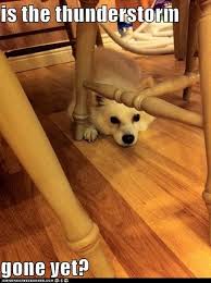 Is The Thunderstorm Thunderstorms If Dogs Could Talk Funny Riddles