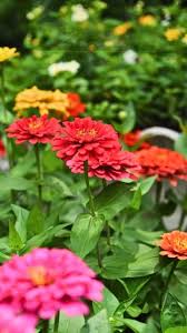 Image result for Hermannia seineri