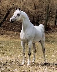 Pin En Horses The Hotblood Breeds