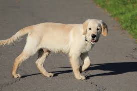 Fotograf Kum Yol Kopek Yavrusu Hayvan Sevimli Erkek Evcil Hayvan Altin Memeli Piyasa Golden Retriever Bej Hayvanlar Omurgali Labrador Kopegi Kopek Turu Geri Cagirici Ingilizce Konusma Sokak Kopegi Memeli Gibi Kopek