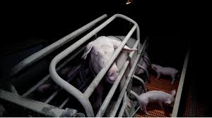 À la fin du xix e siècle, le français est à peu près tel que nous le connaissons aujourd'hui. 95 Des Cochons Sont Eleves En Systeme Intensif Ethique Et Animaux