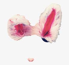 Read about five common causes of itchy ears. Fluffy Bunny Ears Fluffy Snapchatfilter Rabbit Ears Rabbit Free Transparent Png Download Pngkey
