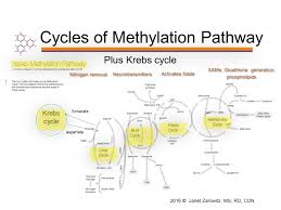 Nutrigenomics Using Genetic Clues To Personalize Nutrition