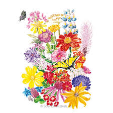 1 gram per packet, approximately 500 seeds. Bring Home The Butterflies Flower Mix Seeds Flowers Botanical Interests