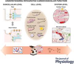 Frontiers | Decreased Type I Interferon Production by Plasmacytoid  Dendritic Cells Contributes to Severe Dengue