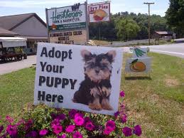 They will be vet checked at the age of 6 weeks! The Puppy Mill Project Amish Puppy Mills