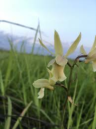 Image result for Eulophia flavopurpurea