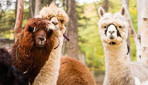 Maybe you would like to learn more about one of these? Alpacas And Llamas What They Are Why You Should Keep Them