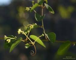 Image result for Helinus