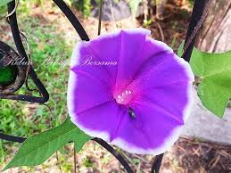 Okulasi bunga mawar menjadi banyak warna budidaya tanaman. Kebun Bahagia Bersama Ipomoea Bunga Seri Pagi Family