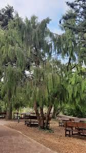 Image result for Cupressus funebris