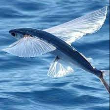 Indosiar adalah salah satu stasiun televisi swasta nasional di indonesia. Ikan Asing Flyng Fish Ikan Terbang Ikan Indosiar Shopee Indonesia