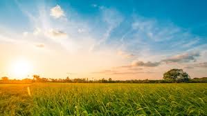 Image result for grass