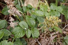 Image result for Rubus pinnatus