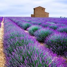 Echter Lavendel Lavandula Angustifolia Gunstig Online Kaufen Garten Lavendel Garten Lavendelgarten
