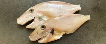 ウマヅラハギの刺身はまずい？毒性はあるの？肝と塩焼きの食べ方