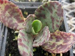 Image result for Kalanchoe humilis