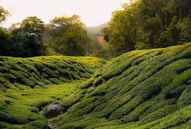 When it was passed on to the malaysian research and development institute (mardi). Prk Cameron Highlands 26 Januari 2019 Wanrosdy Com