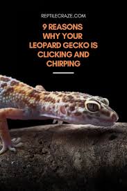 What is the purpose of the text how to breed leopard geckos. 9 Reasons Why Your Leopard Gecko Is Chirping And Clicking Reptile Craze