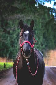 Horses. Always.: Photo