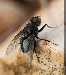 Matthias Schneider Fotografie Kleine Tiere Kleine Tiere Tiere Schwarze Fliege