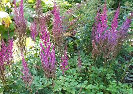 Tipps für die pflege der eindrucksvollen silberkerzen sind für mich so etwas wie ordnungshüter in schattigen beeten, beschreibt die ausnahme sind sehr trockene plätze. problematisch seien sowohl sommertrockene böden als auch. Schattenstauden Winterhart Und Bluhend Davon Gibt Es Einige