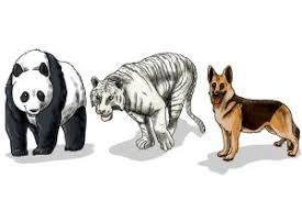 Tropical rainforests are home to numerous species of animals which include mammals, reptiles, insects, etc. How To Draw Rainforest Animals Drawingnow
