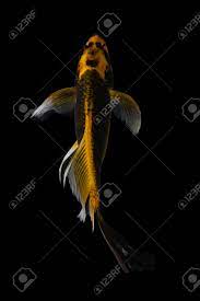 Thank you for visiting livekoiforsale.com. Koi Fish Black Background Stock Photo Picture And Royalty Free Image Image 164950389